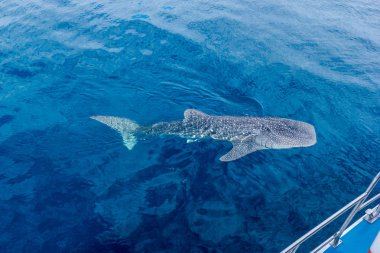 küçük bir bebek Whale Shark bir tekne yanında yüzme, bir tekne, Nigaloo Reef Batı Avustralya vurdu