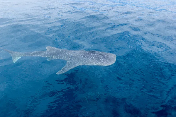 küçük bir bebek Whale Shark, bir tekne, Nigaloo Reef Batı Avustralya'dan vuruldu