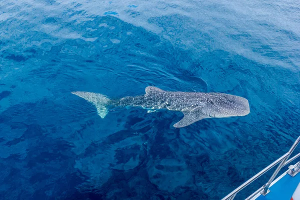 küçük bir bebek Whale Shark bir tekne yanında yüzme, bir tekne, Nigaloo Reef Batı Avustralya vurdu