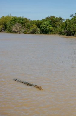Avustralya'nın Kuzey Bölgesi Kakadu Milli Parkı tuzlu su timsahı.