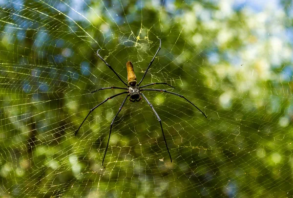 A large northern golden orb weaver or giant golden orb weaver spider Nephila pilipes typically found in Asia and Australia, lichtfield national park — Stock Photo, Image
