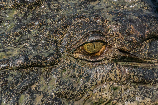 Ögat av krokodilen i Kakadu nationalpark i Australiens Northern Territory. — Stockfoto