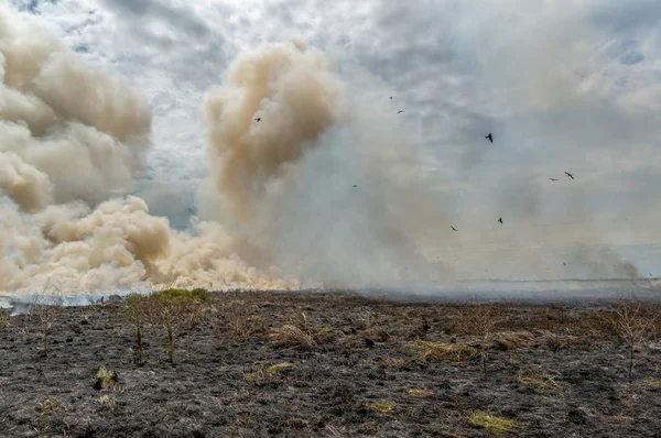 Kontrolliertes Buschfeuer im Kakadu Nationalpark, mit verschiedenen Vögeln, nördliches Territorium, Australien — Stockfoto