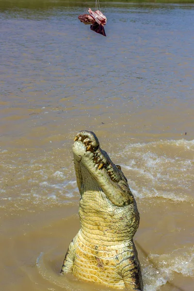 Saltando crocodilo de água salgada no Parque Nacional Kakadu no Território do Norte da Austrália . — Fotografia de Stock