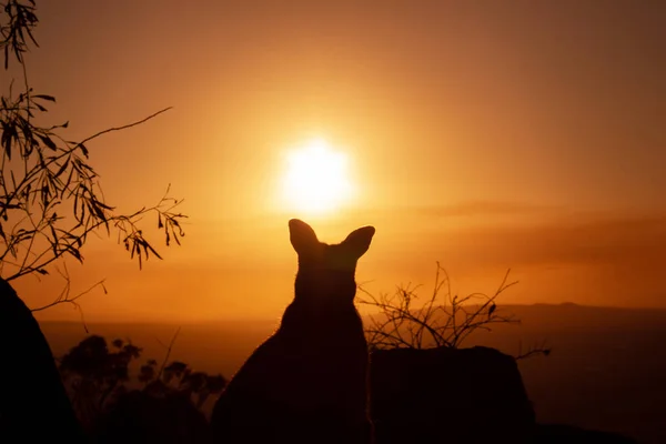 Silhouette of a Kangaroo on a rock with a beautiful sunset in the background. The animal is looking towards camera. Queensland, Australia — Stock Photo, Image