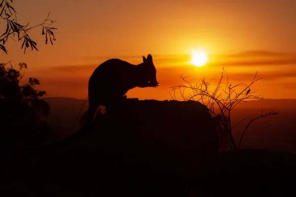 Silhouette of a Kangaroo on a rock with a beautiful sunset in the background. The animal is eating food. Queensland, Australia — Stock Photo, Image