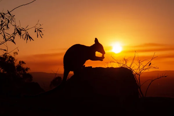 Sziluettje a kenguru egy szikla egy gyönyörű naplemente a háttérben. Az állat eszik ételt. Queenslandi, Ausztrália — Stock Fotó