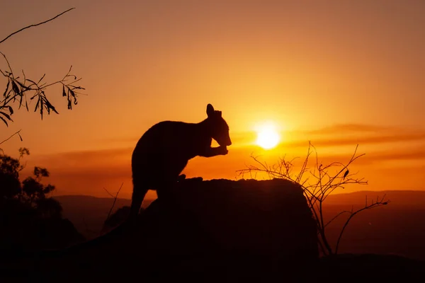 Sziluettje a kenguru egy szikla egy gyönyörű naplemente a háttérben. Az állat eszik ételt. Queenslandi, Ausztrália — Stock Fotó