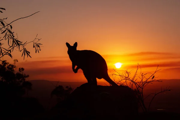 Arka planda güzel bir gün batımı ile bir kaya üzerinde bir Kanguru silueti. Hayvan kameraya bakıyor. Queensland, Avustralya — Stok fotoğraf