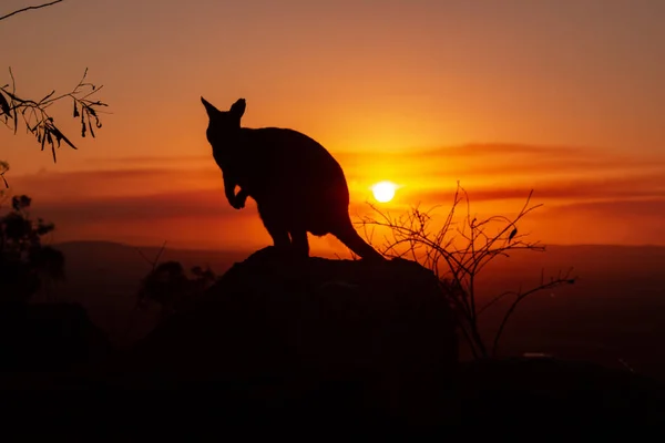 Sziluettje a kenguru egy szikla egy gyönyörű naplemente a háttérben. Az állat keres felé kamera. Queenslandi, Ausztrália — Stock Fotó
