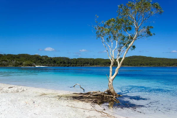 Lago Mackenzie en la isla Fraser frente al sol de Queensland es un hermoso lago de agua dulce popular entre los turistas que visitan la isla Fraser. Queensland, Australia — Foto de Stock