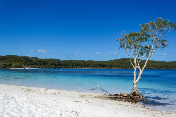 퀸즐랜드의 선샤인 에서 프레이저 섬에 매켄지 호수는 프레이저 섬을 방문하는 관광객들에게 인기있는 아름다운 담수 호수입니다. 퀸즐랜드, 오스트레일리아 여행 — 스톡 사진