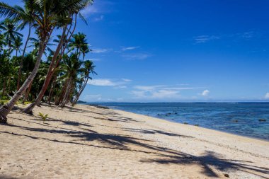 Tropik adada plaj berrak mavi su. Dravuni Adası, Fiji.