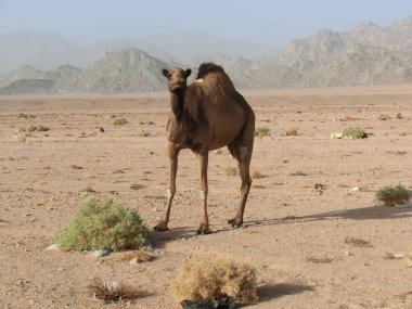 Mısır 'da bir tatlıda tek bir dromedary ve bir sürü plastik çöp, Sharm el Sheikh