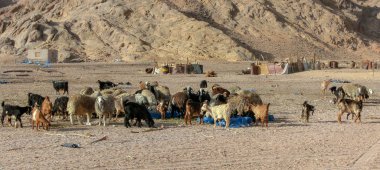 Mısır 'ın Sharm el Sheikh çölünde bir koyun ve keçi sürüsü. Hayvanlar plastikten çöp yiyorlar.