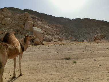 Mısır 'da bir tatlıda tek bir dromedary ve bir sürü plastik çöp, Sharm el Sheikh