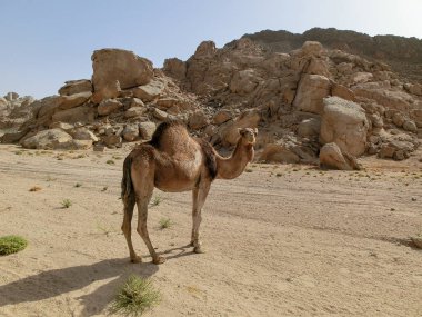 Mısır 'da bir tatlıda tek bir dromedary ve bir sürü plastik çöp, Sharm el Sheikh