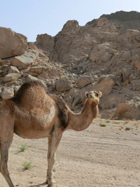 Mısır 'da bir tatlıda tek bir dromedary ve bir sürü plastik çöp, Sharm el Sheikh