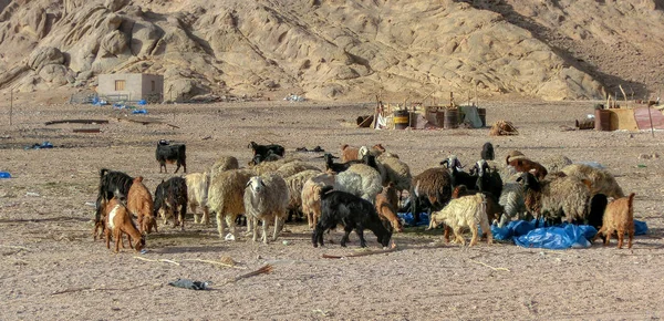 Mısır 'ın Sharm el Sheikh çölünde bir koyun ve keçi sürüsü. Hayvanlar plastikten çöp yiyorlar.