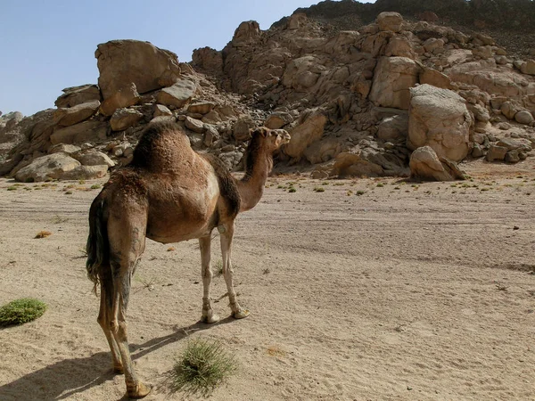Mısır 'da bir tatlıda tek bir dromedary ve bir sürü plastik çöp, Sharm el Sheikh