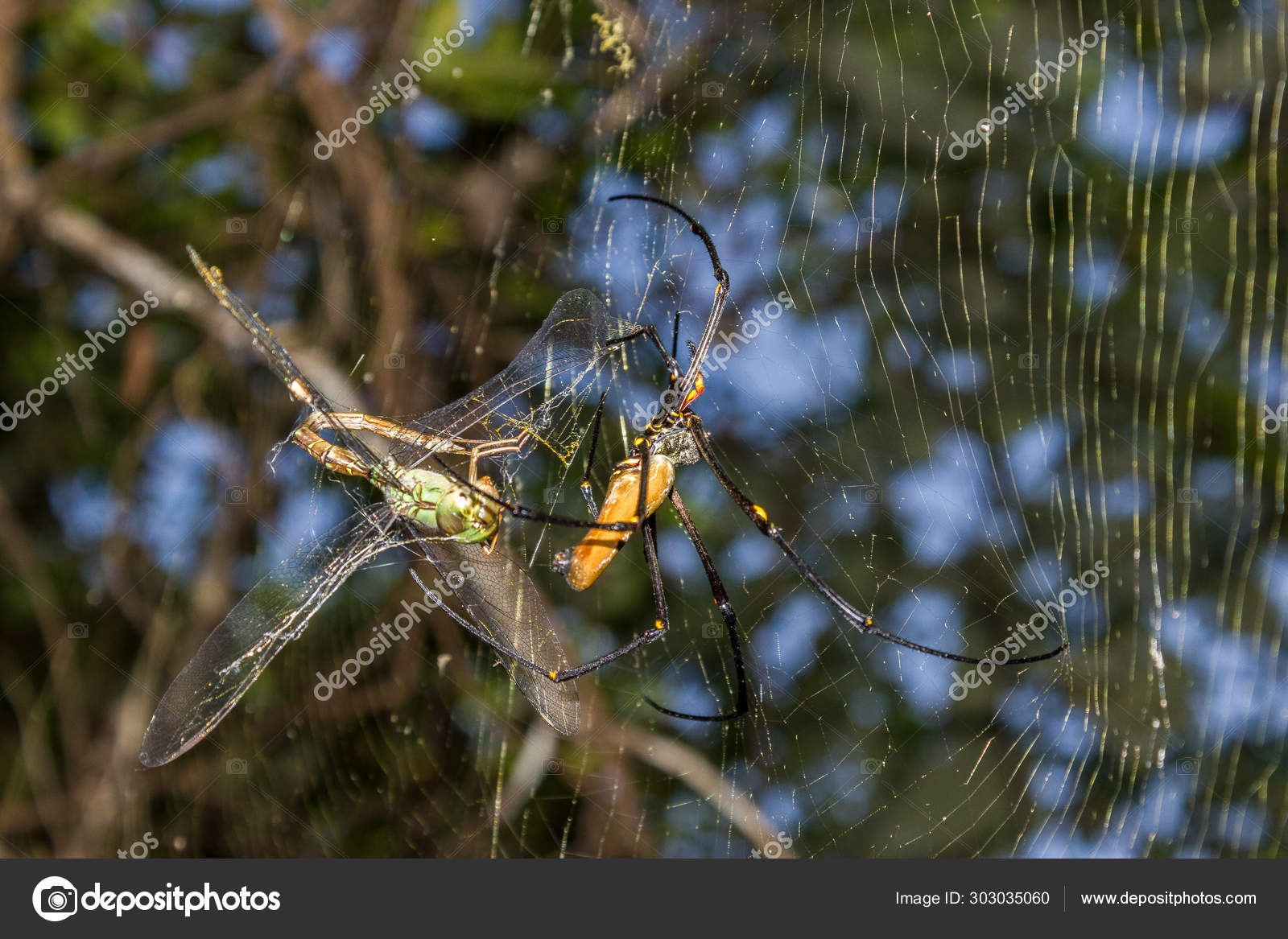 A large northern golden orb weaver or giant golden weaver spider is eating prey. Nephila pilipes typically found in Asia and Australia, kakadu national Photo by ©mhcollection 303035060