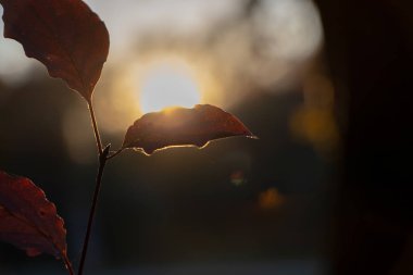 Güz Arkaplanı için ağaçlarda turuncu kayın yaprakları ve günbatımı gökyüzü