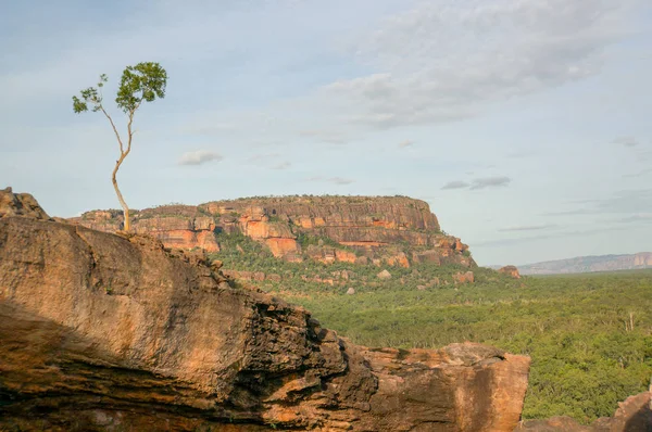 Krásný osamělý strom na vyhlídce Nadab v ubirru, kakadu národní park - Austrálie — Stock fotografie