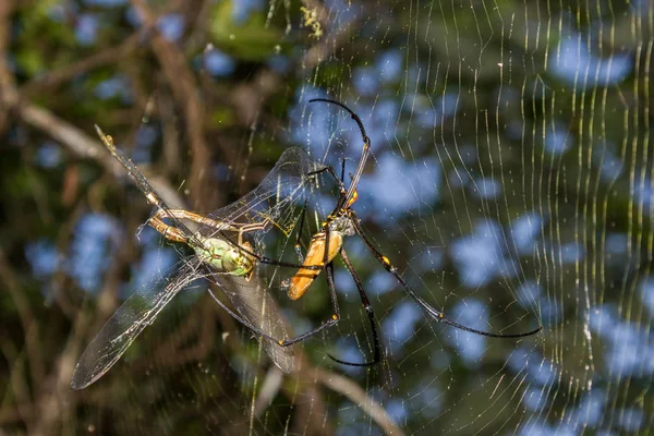 Büyük bir kuzey küre dokumacı ya da dev altın küre dokumacı örümceği avını yiyor. Nephila pilipes genellikle Asya ve Avustralya 'da, kakadu ulusal parkında bulunur.