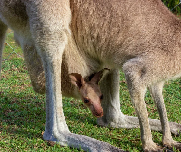 Canguru Baby está olhando para fora da bolsa mães - close-up, queensland, austrália — Fotografia de Stock