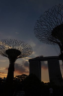 Singapur, Singapur - 28 Mart 2016: Körfez kıyısındaki bahçelerde ışık gösterisi için aydınlatılmış süperağaçlar
