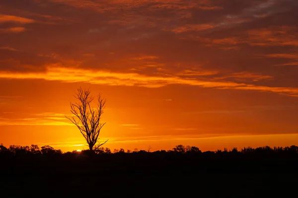 Один раз в жизни закат в Австралии с силуэтами деревьев, Кобрам, Виктория, Австралия — стоковое фото