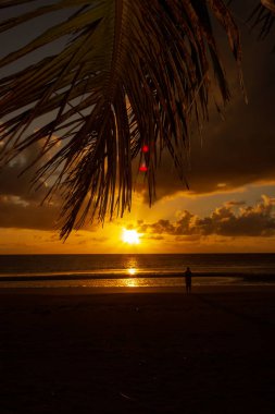palmiye ile uzak kuzey Queensland Daintree bölgesinde Cape Tributation mercan denizi üzerinde renkdolu Sunrise enyoing adam