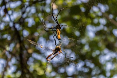 Büyük bir kuzey küre dokumacı ya da dev altın küre dokumacı örümceği avını yiyor. Nephila pilipes genellikle Asya ve Avustralya 'da, kakadu ulusal parkında bulunur.