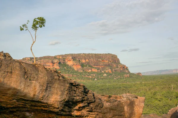 Ubirr, Kakadu Ulusal Parkı 'ndaki Nadab Gözcüleri' nin güzel Lonley Ağacı.