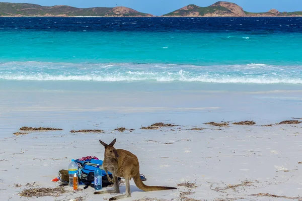 Gyönyörű kenguru hátizsák mellett Lucky Bay Beach a Cape Le Grand Nemzeti Park közelében Esperance, Ausztrália — Stock Fotó