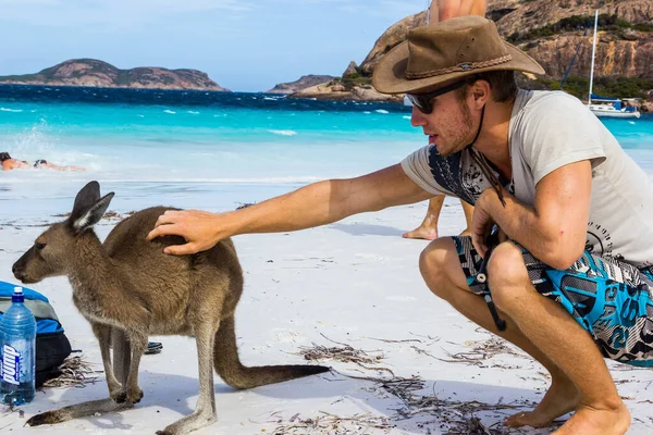 Kaukázusi férfi háziállat egy gyönyörű kenguru a Lucky Bay Beach a Cape Le Grand Nemzeti Park közelében Esperance, Ausztrália — Stock Fotó