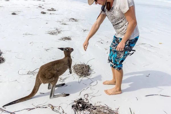 Kaukázusi férfi háziállat egy gyönyörű kenguru a Lucky Bay Beach a Cape Le Grand Nemzeti Park közelében Esperance, Ausztrália — Stock Fotó