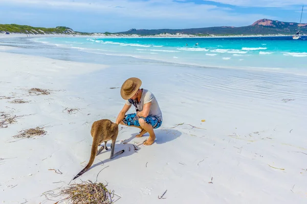 Hombre caucásico mascotas un hermoso canguro en Lucky Bay Beach en el Parque Nacional del Cabo Le Grand cerca de Esperance, Australia — Foto de Stock