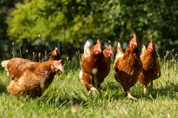 Pollos ecológicos de corral en una granja campestre, Alemania — Foto de Stock