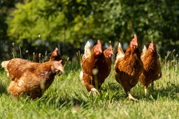 Almanya 'da bir çiftlikteki organik tavuk çiftliği — Stok fotoğraf