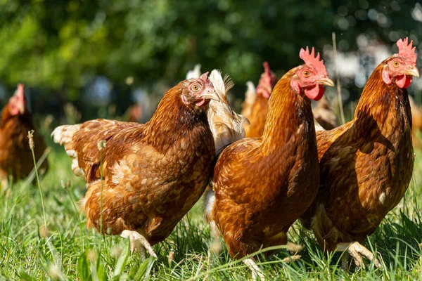 Pollos ecológicos de corral en una granja campestre, Alemania — Foto de Stock