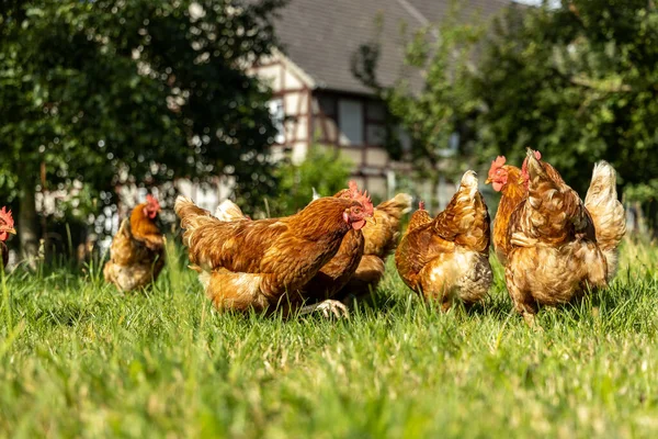 Almanya 'da bir çiftlikteki organik tavuk çiftliği — Stok fotoğraf