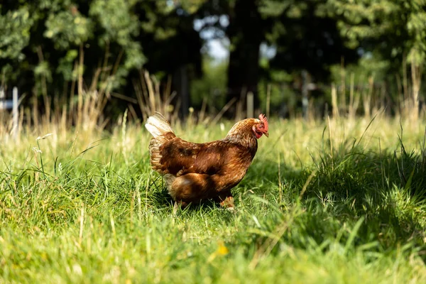 Almanya 'da bir çiftlikteki organik tavuk çiftliği — Stok fotoğraf