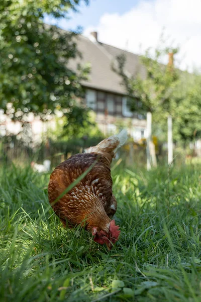 Free Range For Chickens Stock Photos Royalty Free Free Range For free-range-for-chickens-stock-photos-royalty-free-free-range-for