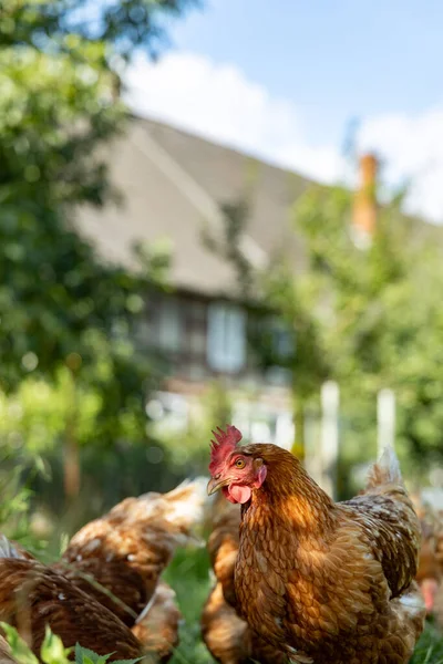 시골 농장에 있는 자유 로운 종류의 유기농 닭 , germany — 스톡 사진