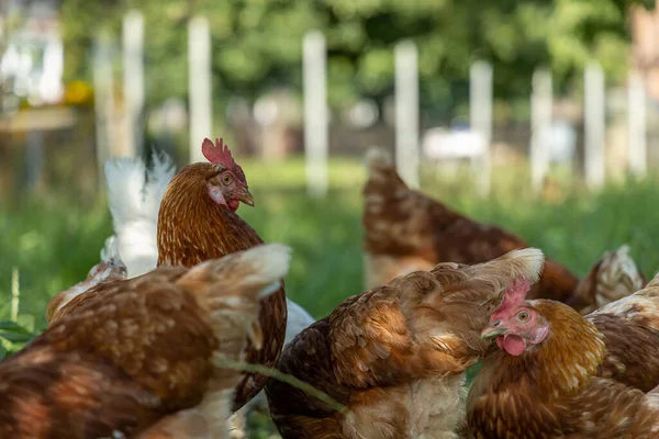 Pollos ecológicos de corral en una granja campestre, Alemania — Foto de Stock