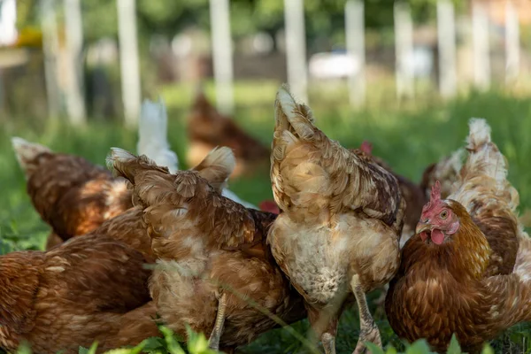 Pollos ecológicos de corral en una granja campestre, Alemania — Foto de Stock