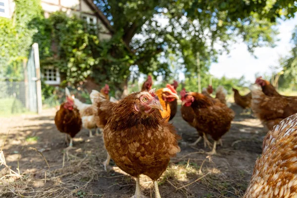 Almanya 'da bir çiftlikteki organik tavuk çiftliği — Stok fotoğraf