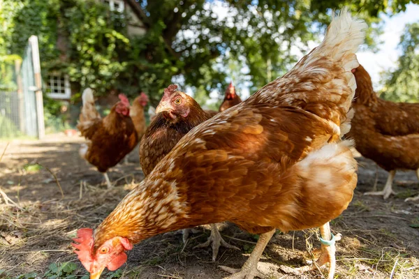 Almanya 'da bir çiftlikteki organik tavuk çiftliği — Stok fotoğraf