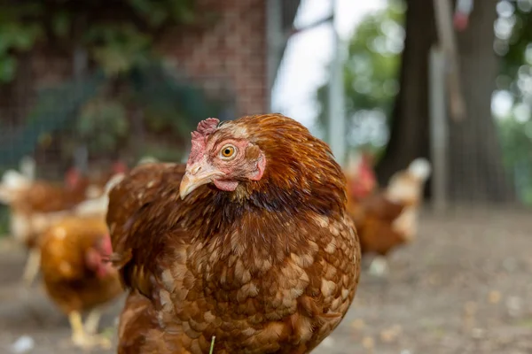 Almanya 'da bir çiftlikteki organik tavuk çiftliği — Stok fotoğraf